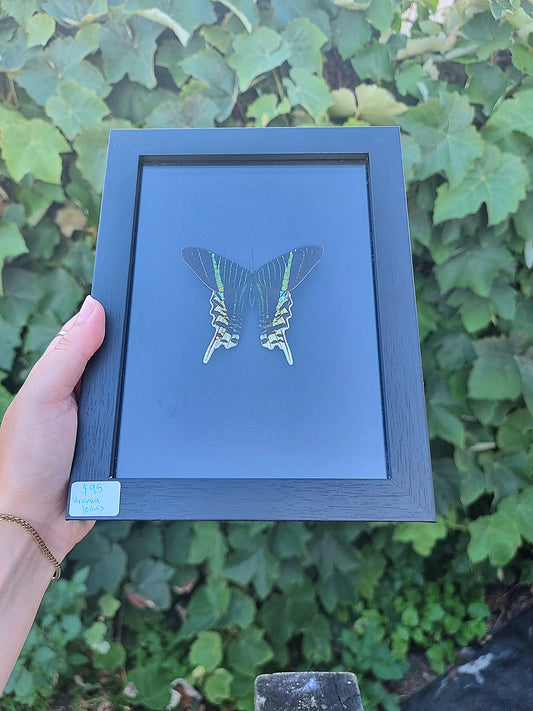 Framed Moth #77