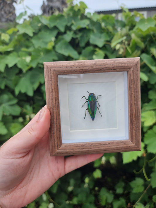 Mini Framed Beetle #8