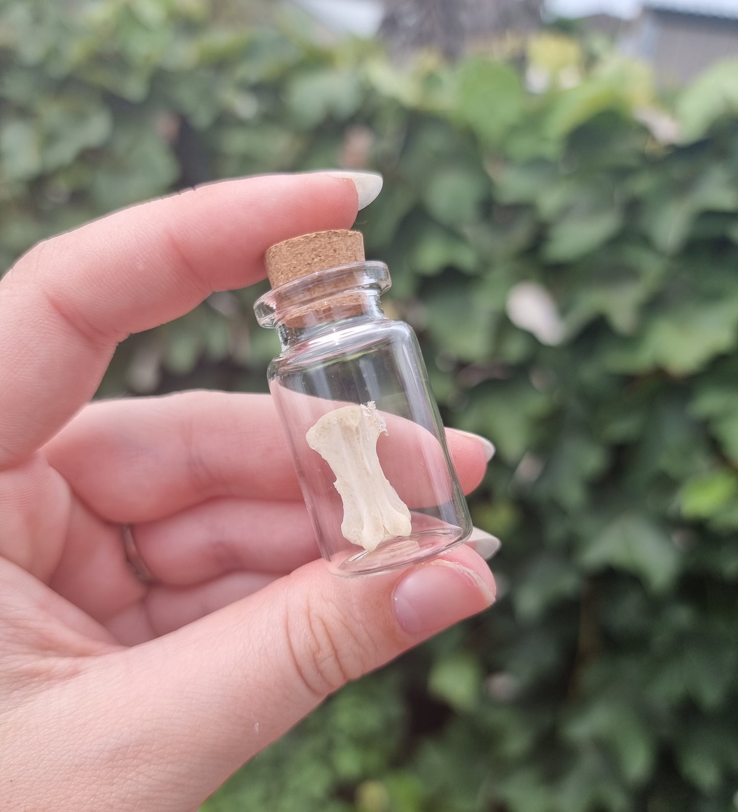 Hare Bone Jar Medium