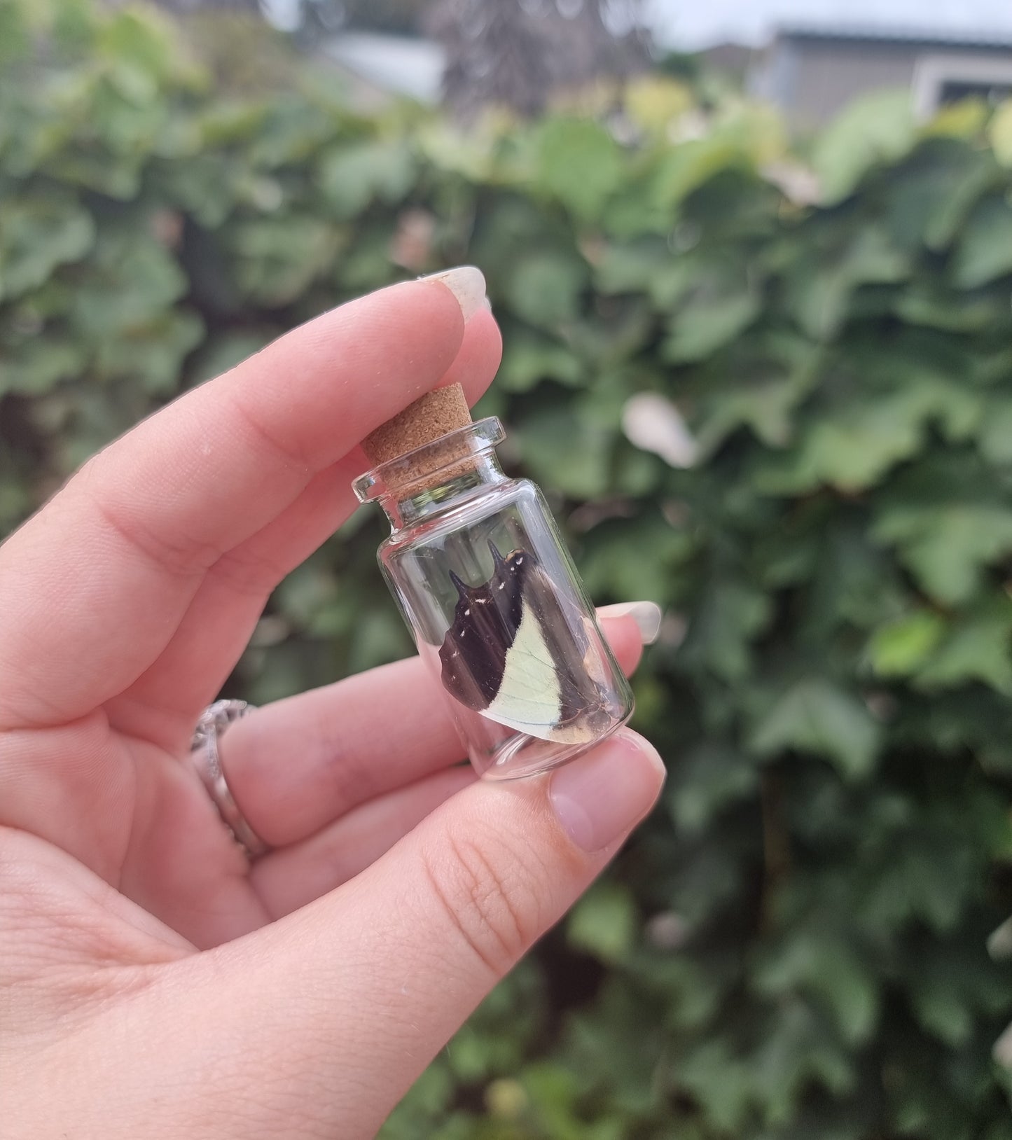 Common Nawab Wing Jar small