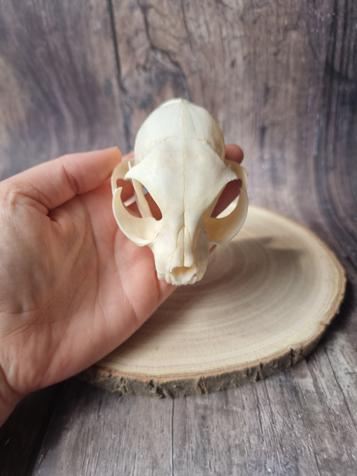 African Wildcat Skull #2
