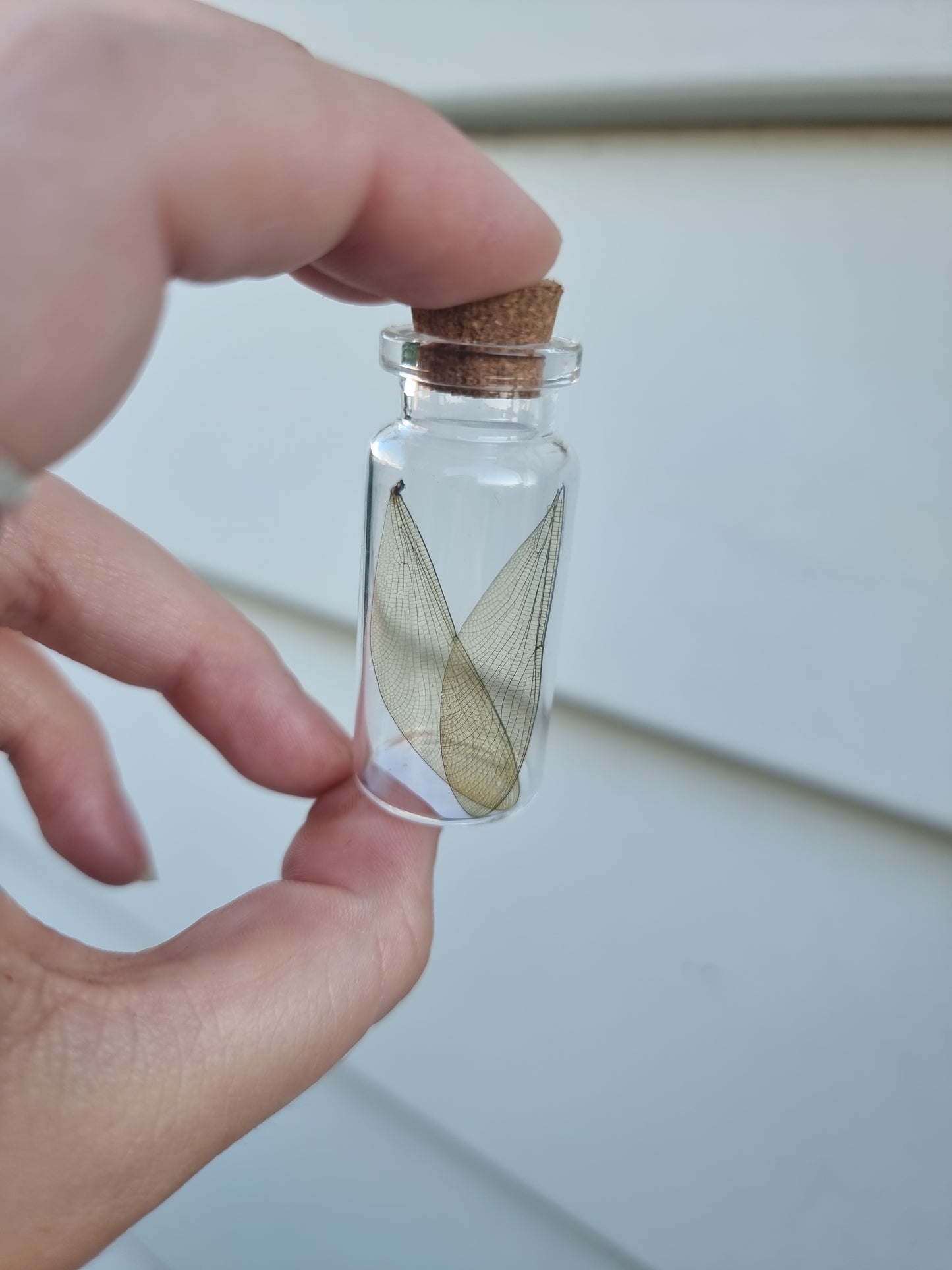 Medium Dragonfly Wing Jar