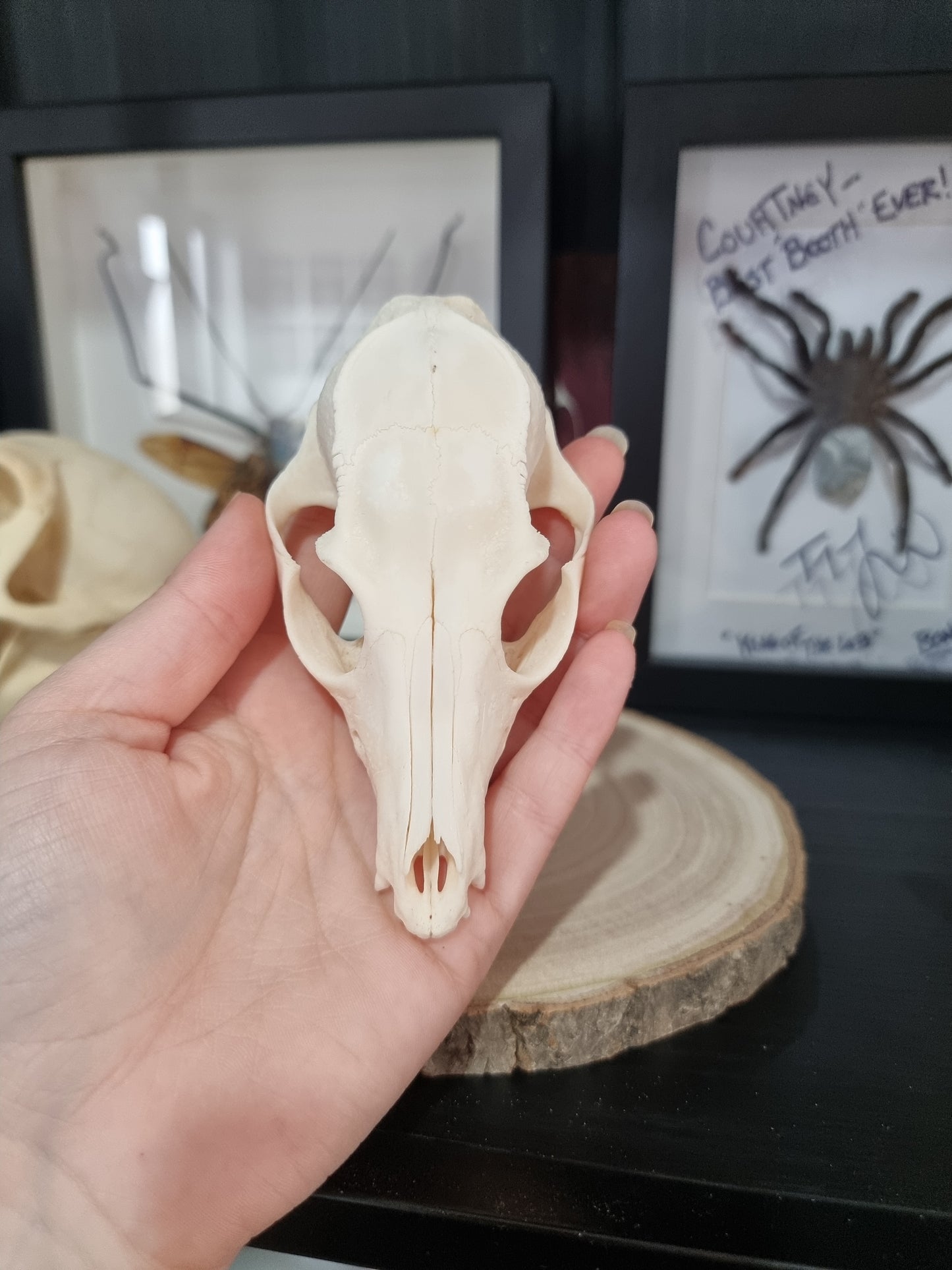 Bat Eared Fox Half Skull #1