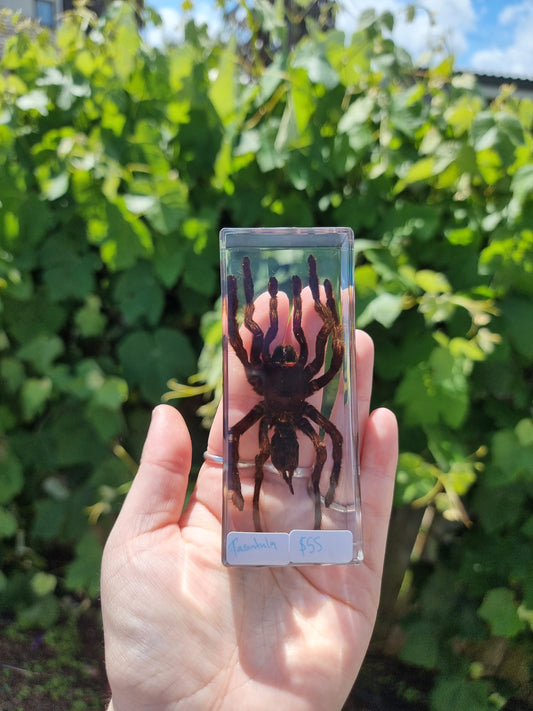 Tarantula in Resin
