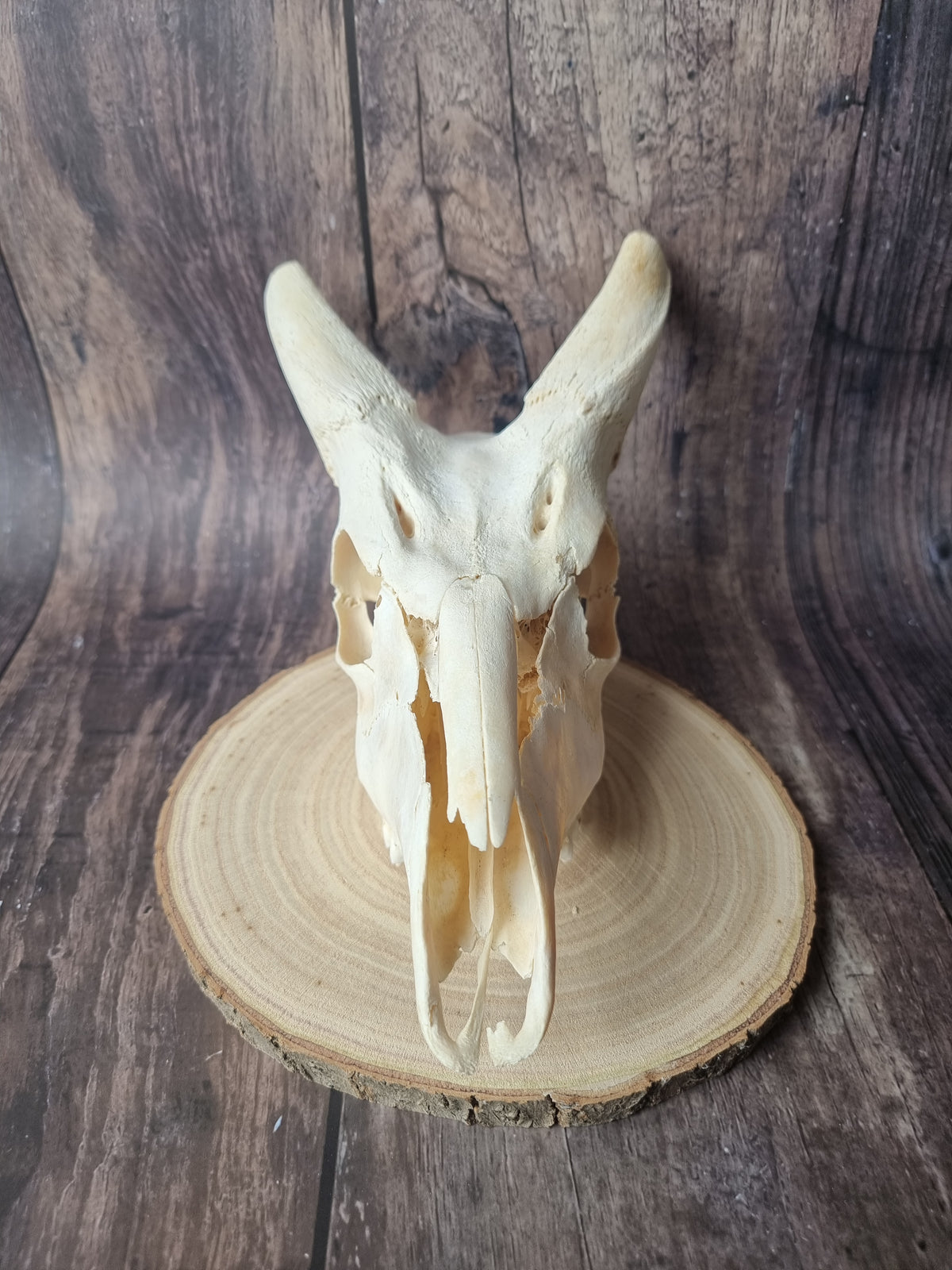 Cape Bushbuck Top Skull #2