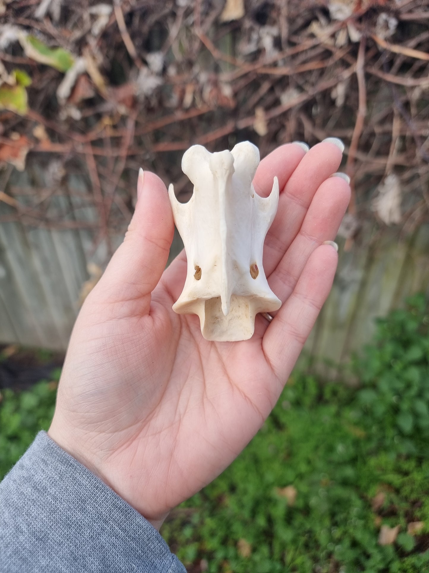 Deer Vertebrae Type 2