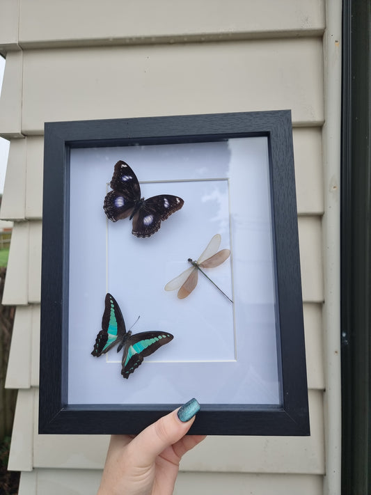 Framed Butterflies and Dragonfly