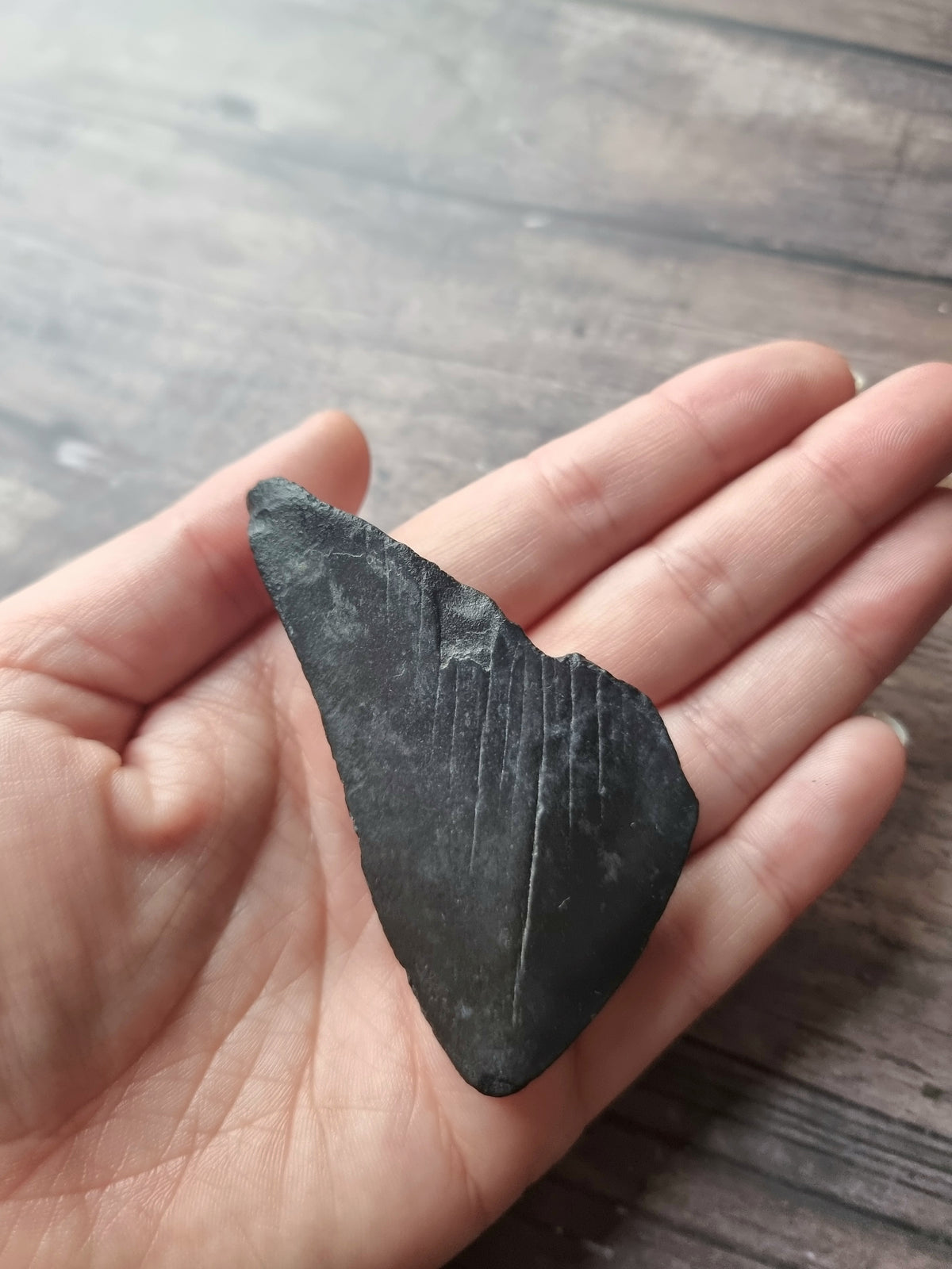 Large Megalodon Tooth Shard #7