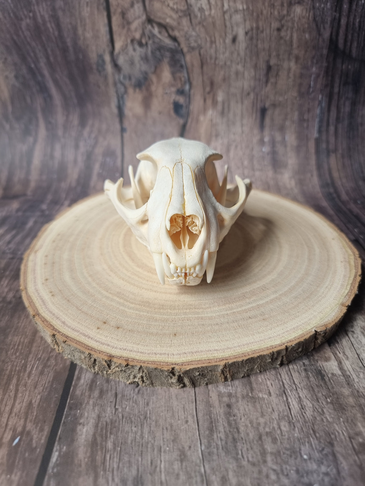 Caracal Skull #1