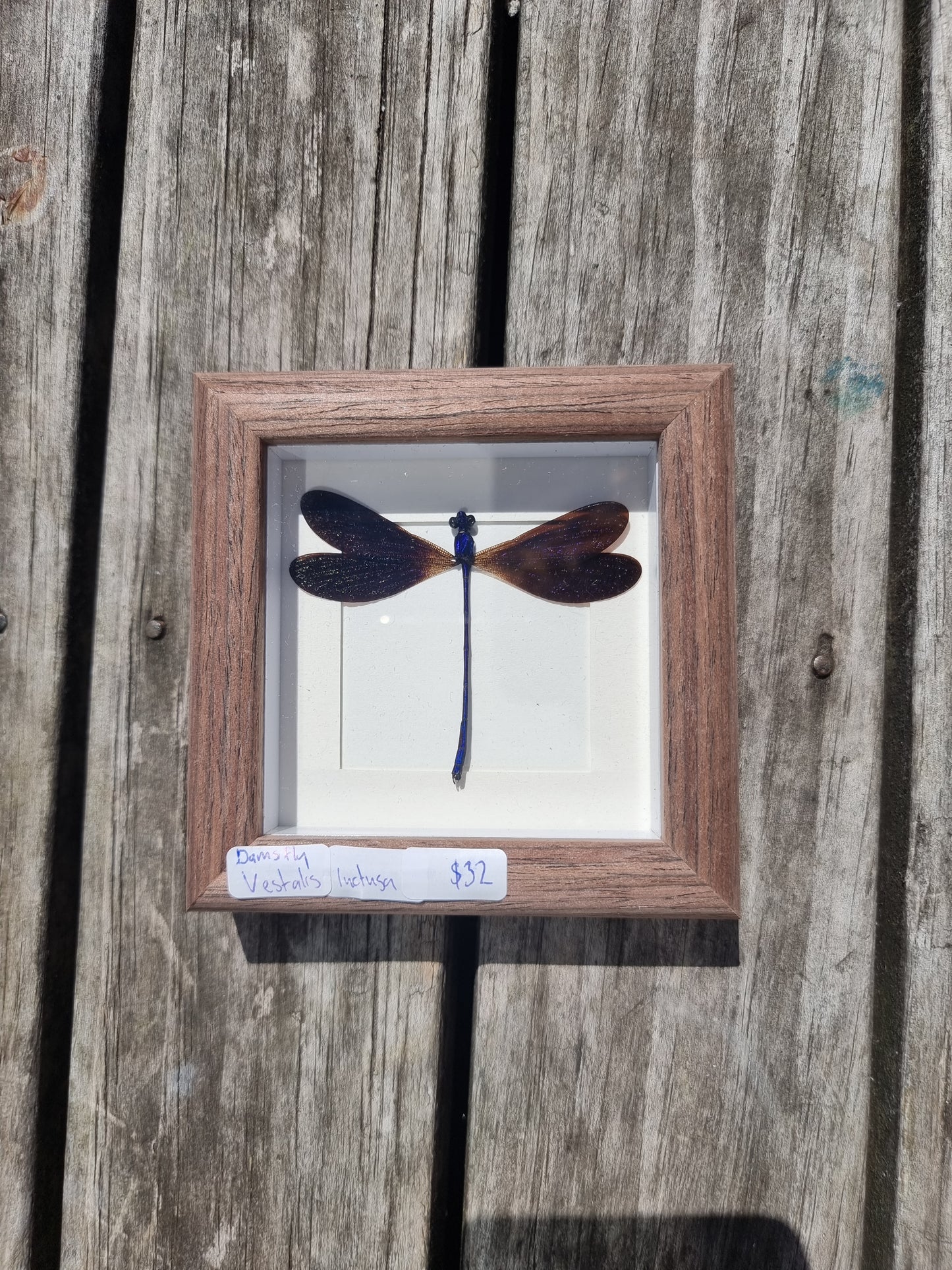 Mini Framed Vestalis Luctusa Damselfly #3