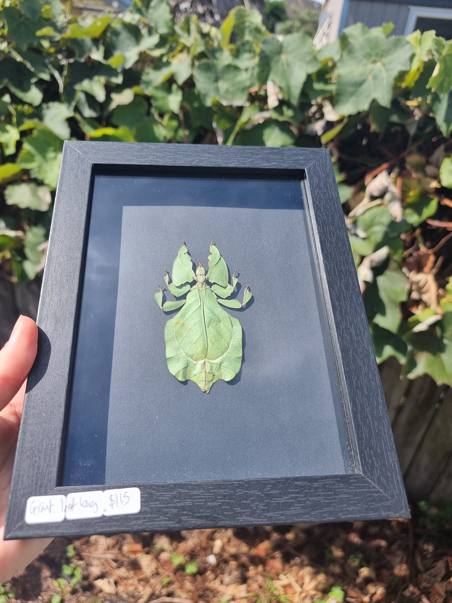 Framed Leaf Bug black