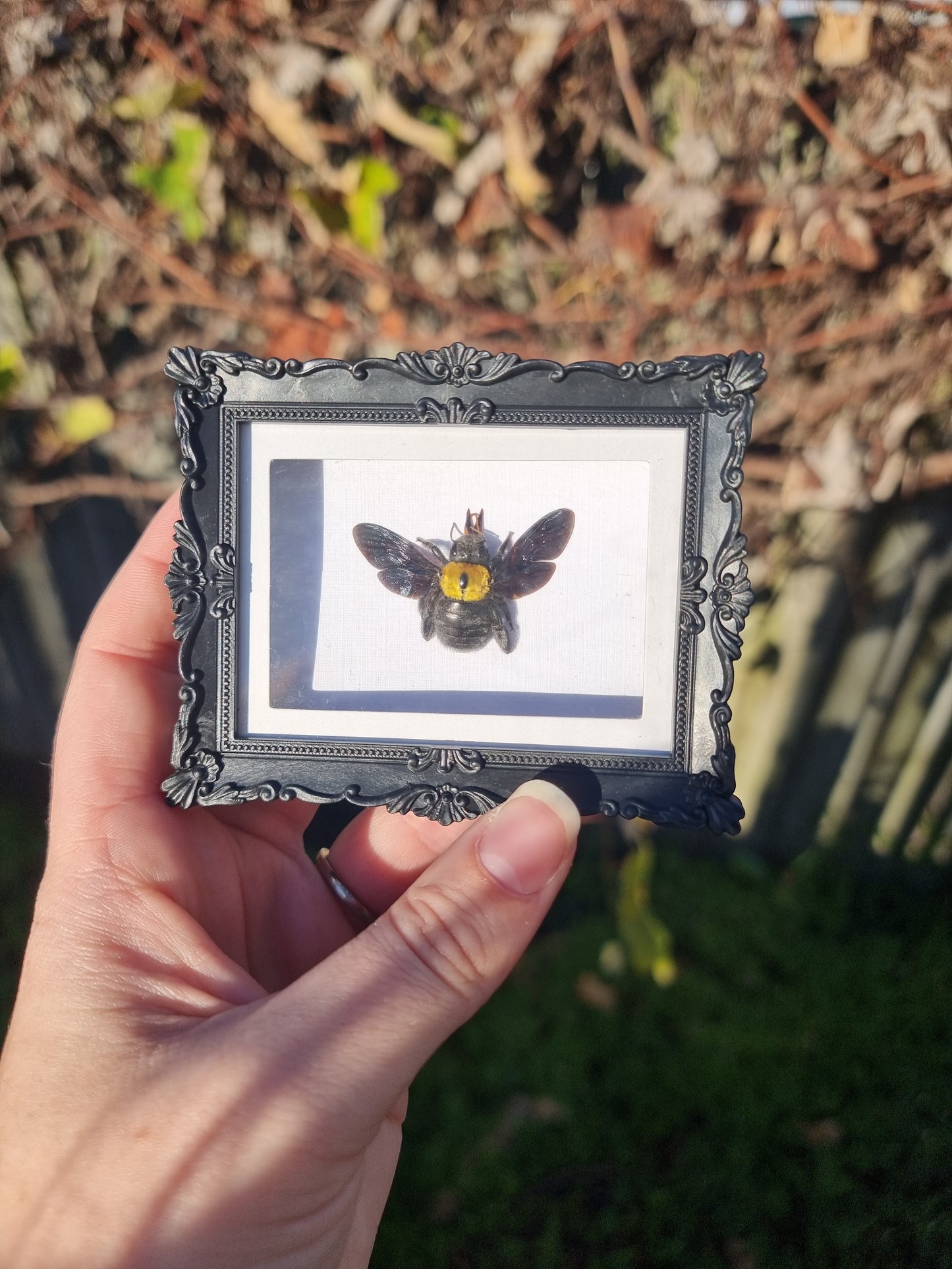 Mini Magnet Framed Yellow Carpenter Bee #1