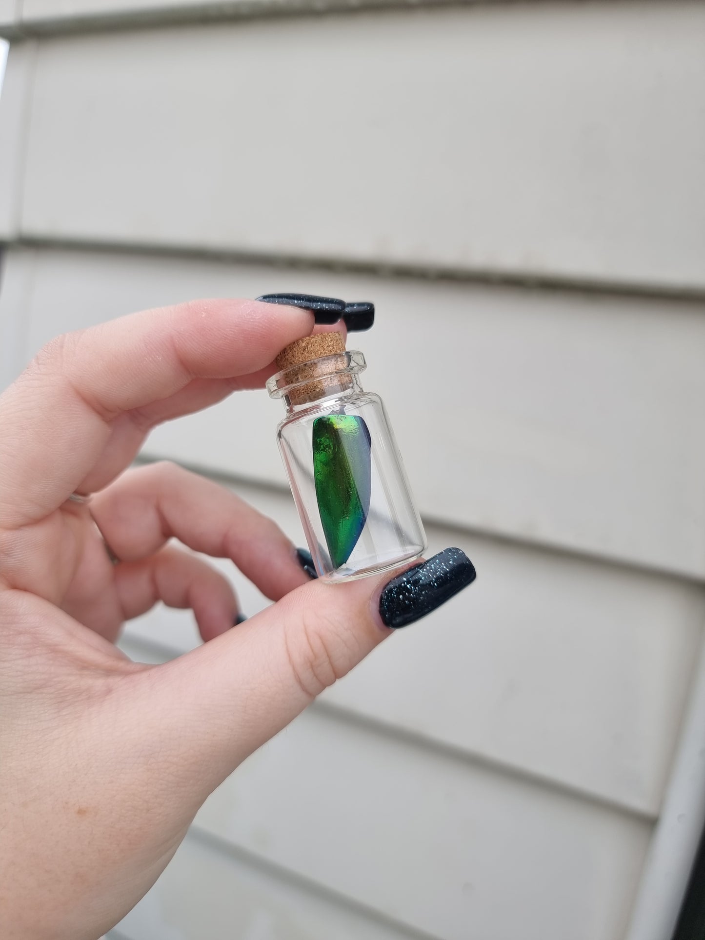 Small Beetle Wing Jar