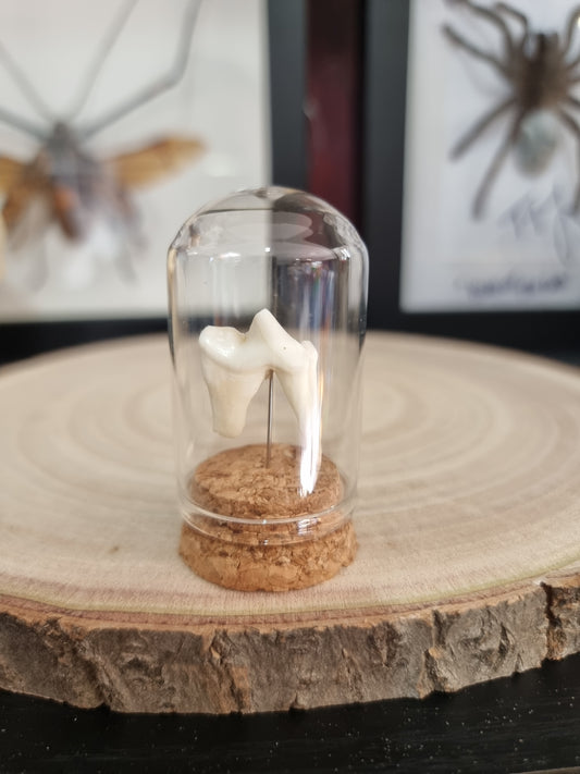 Jackal Tooth Dome