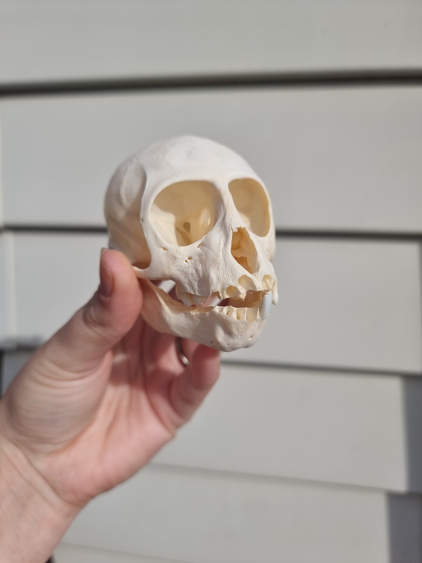 Vervet Mokey Skull (missing teeth)