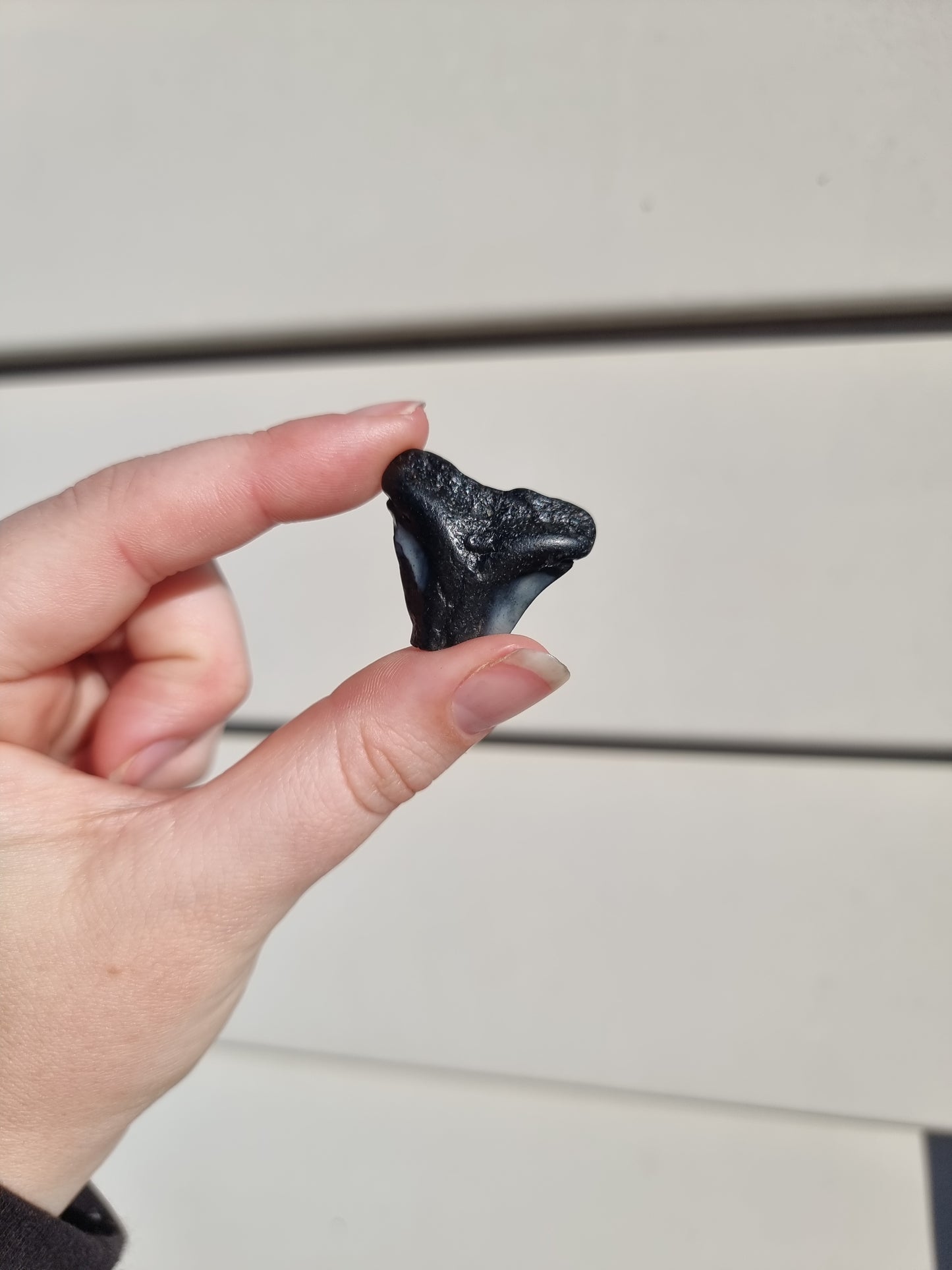 Megalodon Tooth Shard #4