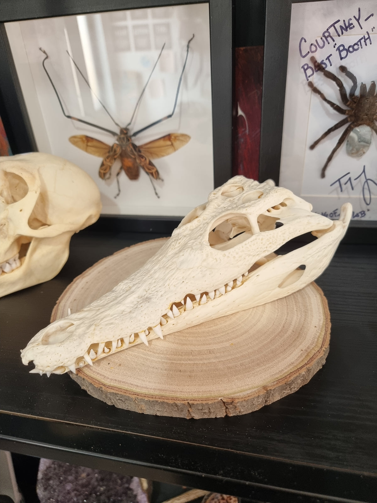 Nile Crocodile Skull Large
