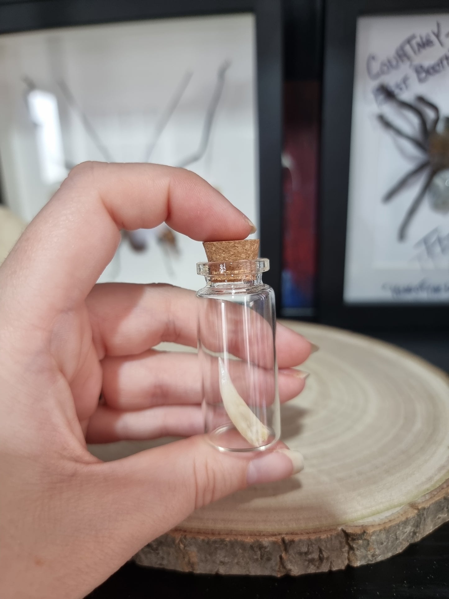 Nile Crocodile tooth Medium jar