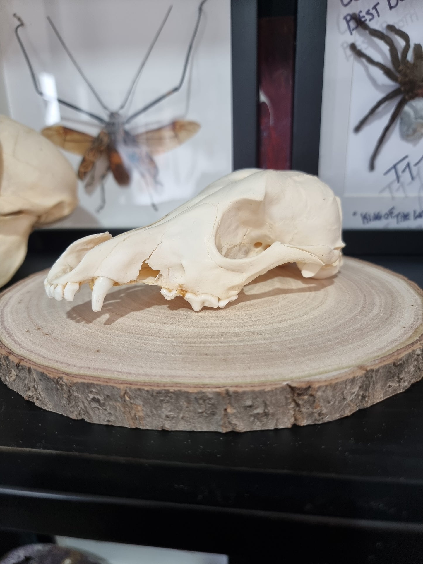 Jackal Half Skull #2