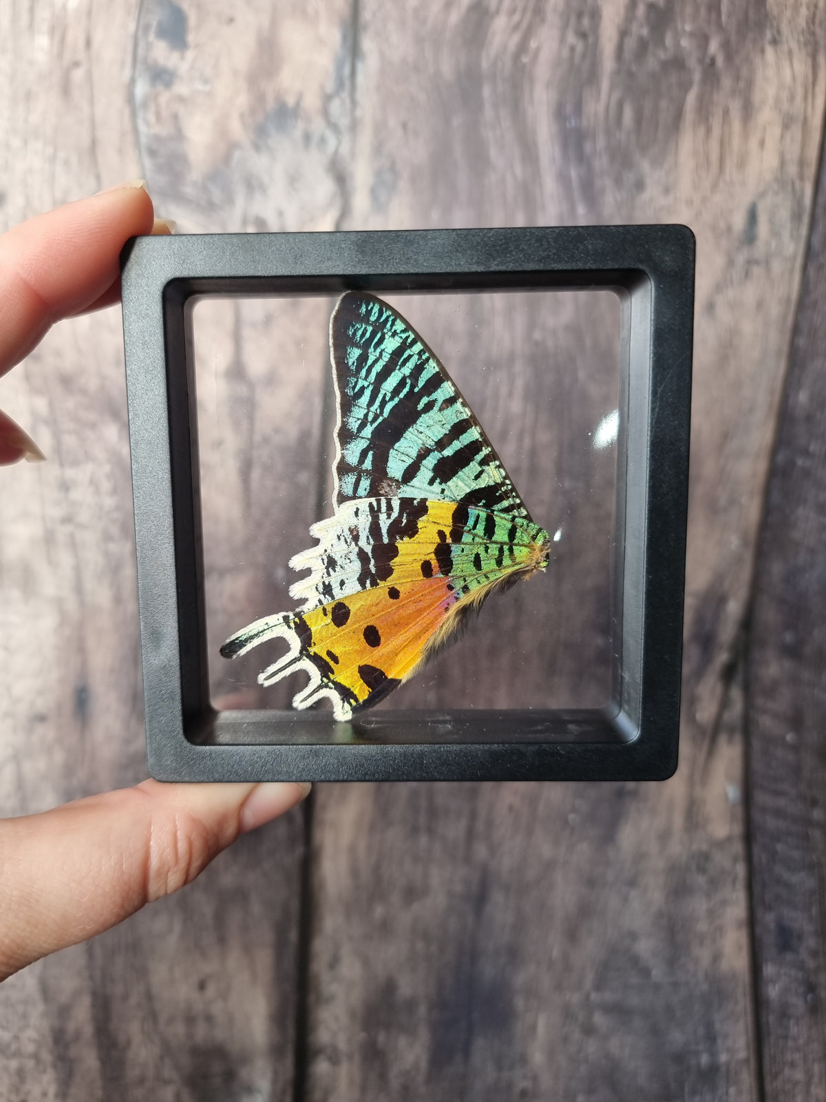 Madagascan Sunset Moth Double Wing Floating Frame