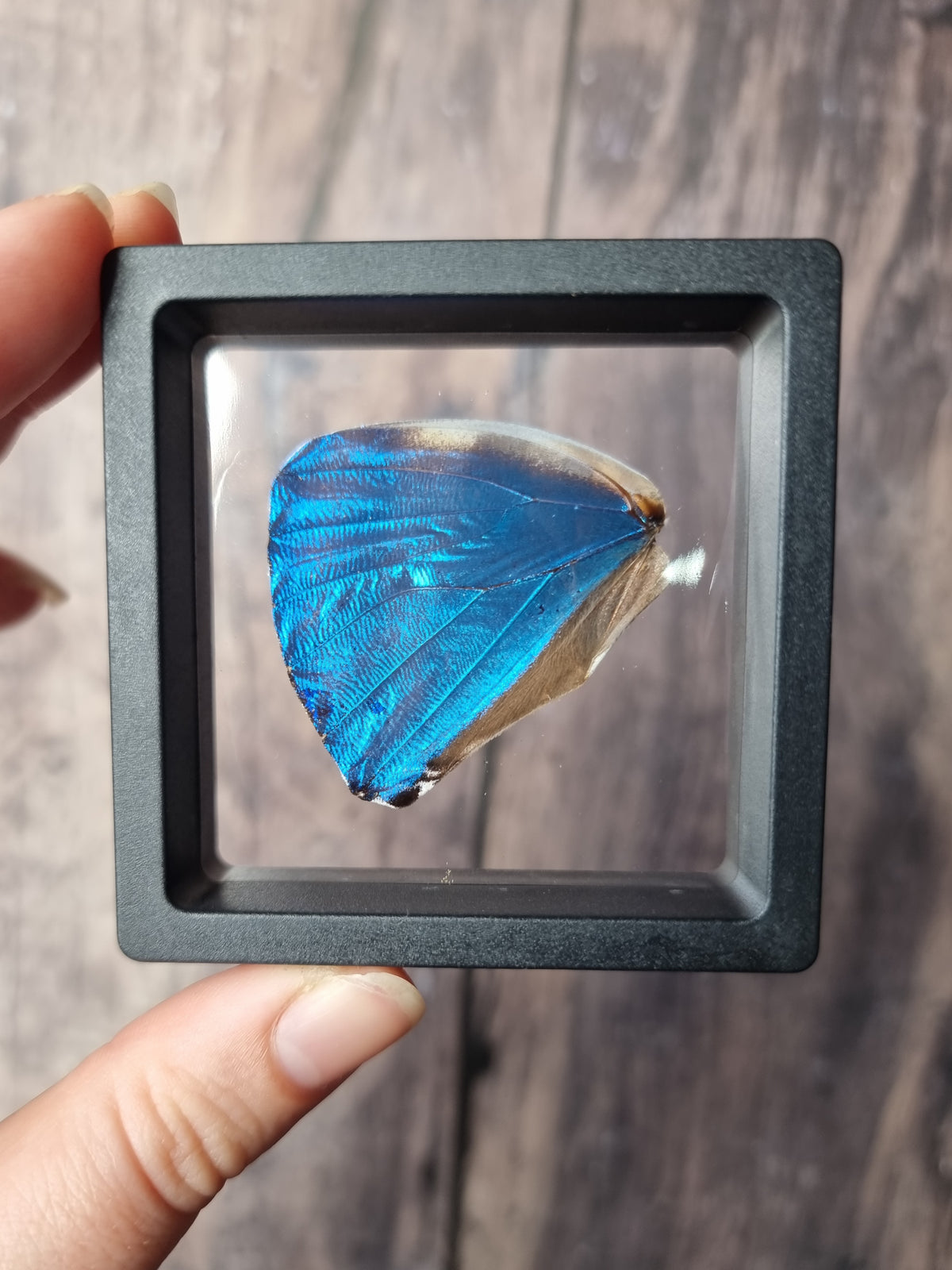Morpho Adonis Butterfly Wing Floating Frame #2