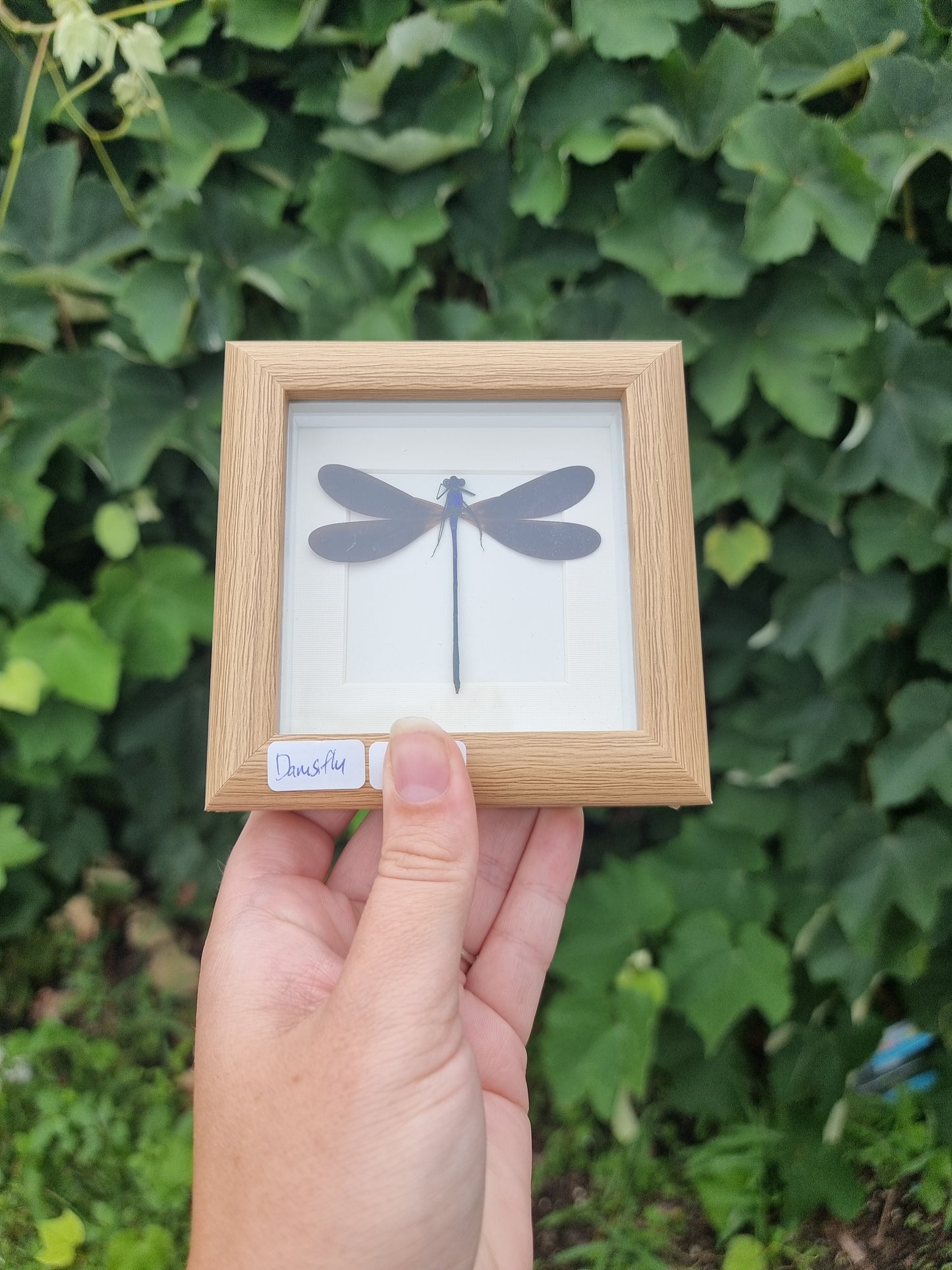 Mini Framed Damselfly #77