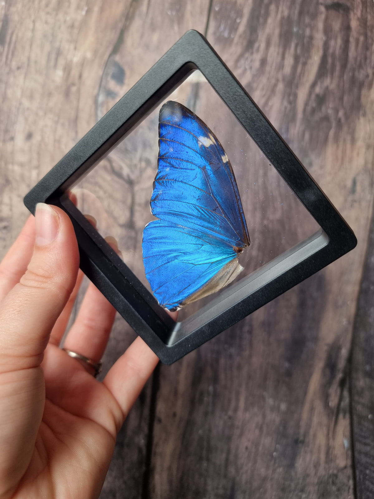 Morpho Adonis Double Butterfly Wing Floating Frame