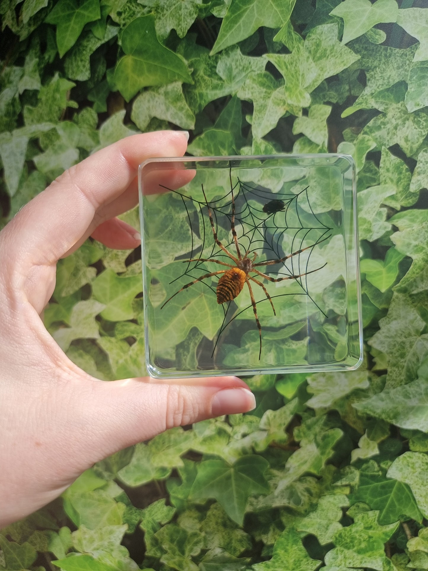 Large Spider With Fly On Web In Resin