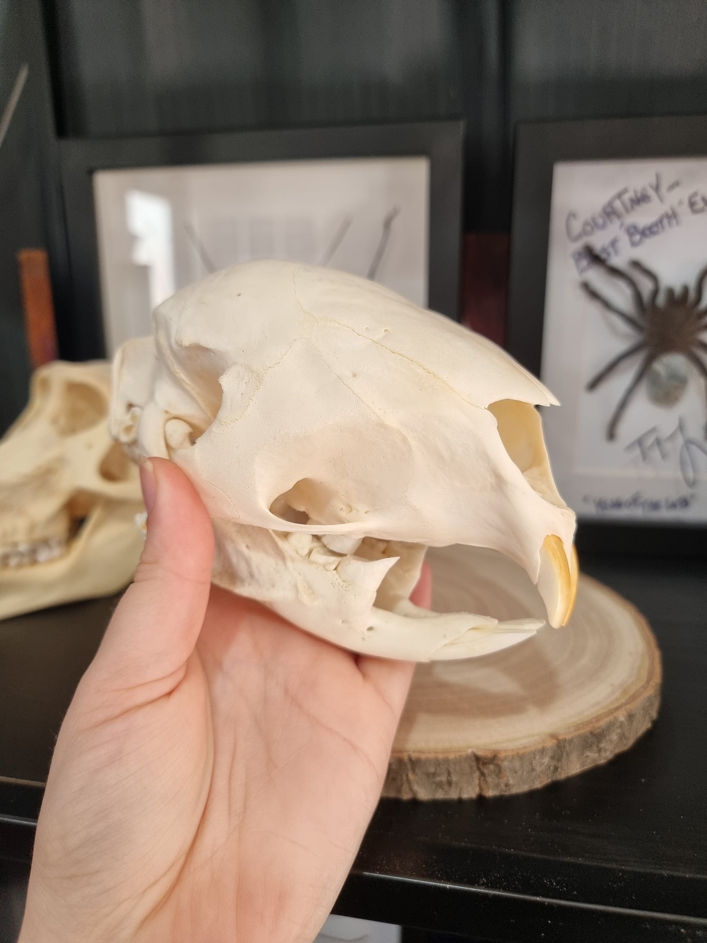 Porcupine Skull