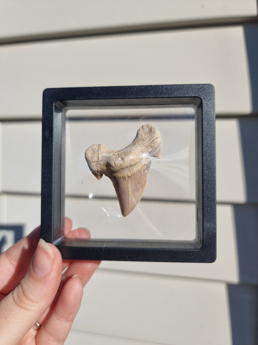 Otodus Fossilized Shark Tooth #7