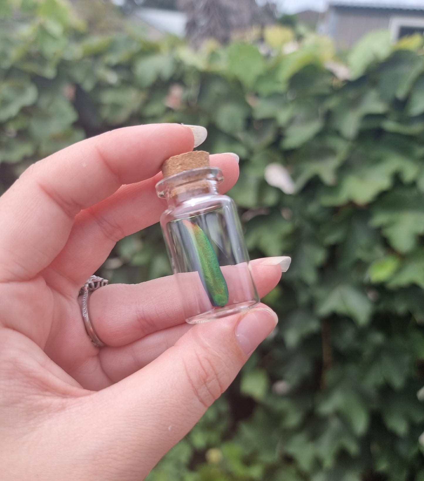 Blue And Gree  Jewel Beetle Wing Jar Small