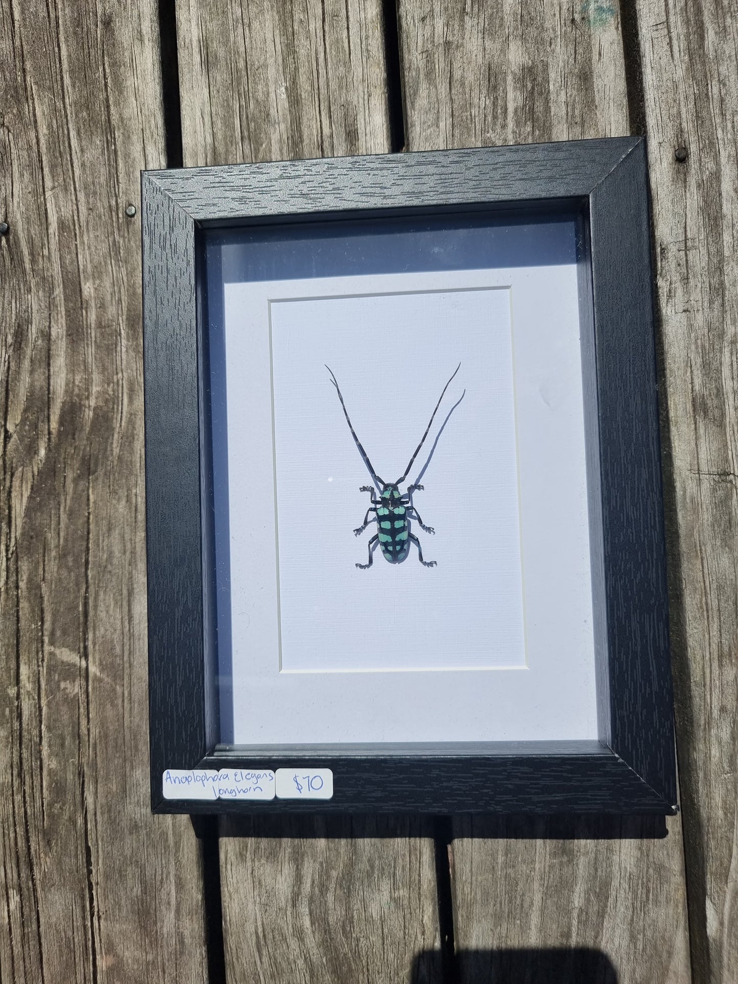 Framed Longhorn Beetle #2