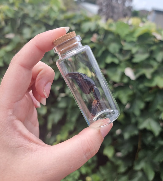 Scorpion Pincer Jar Large