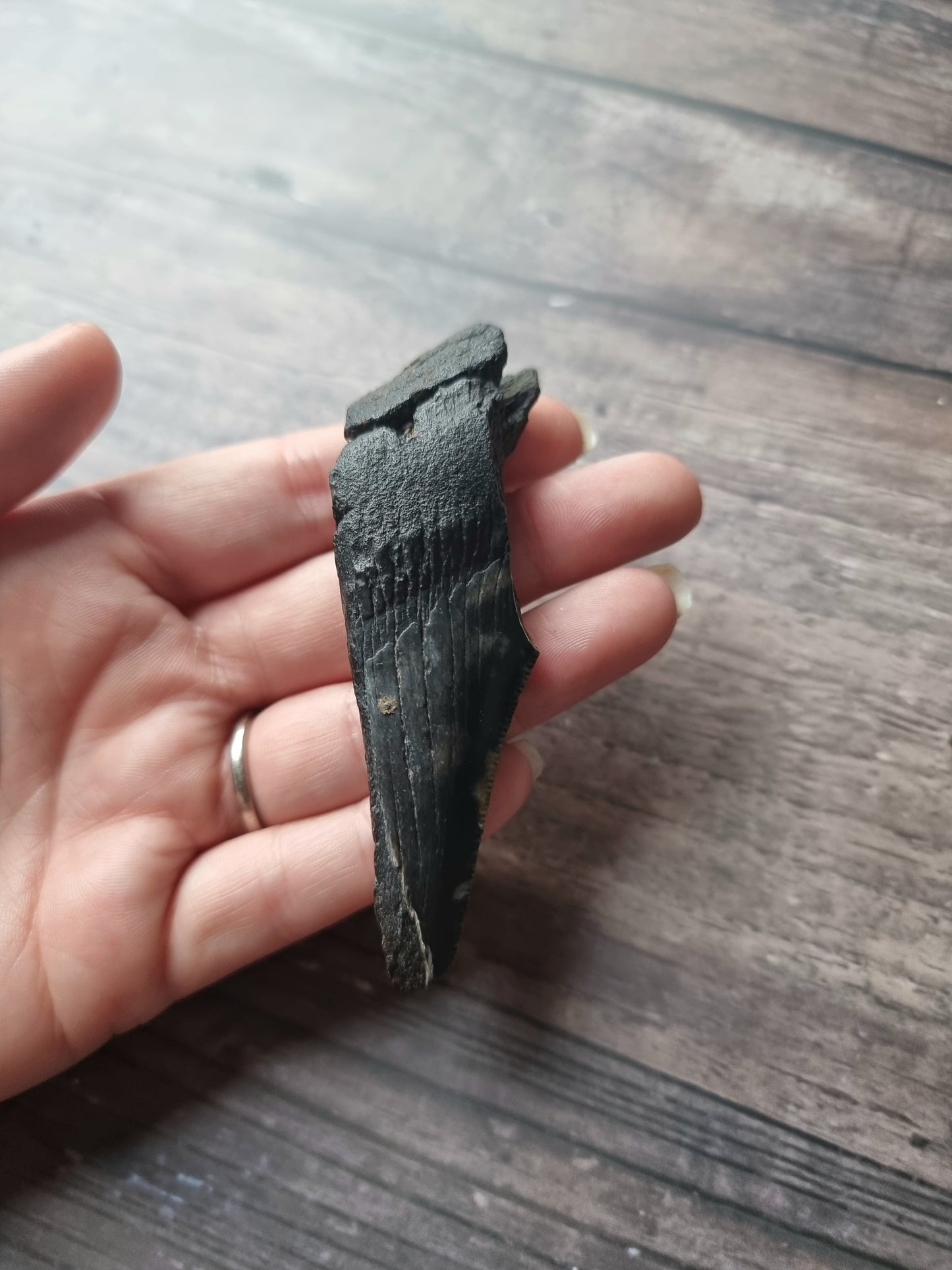 Large Megalodon Tooth Shard #8