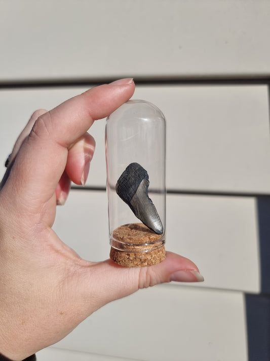 Megalodon Tooth Shard #1