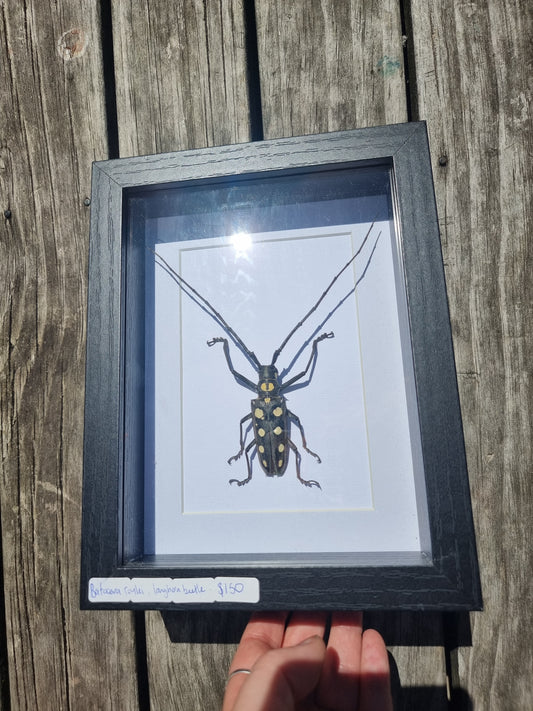Framed Batocera Roylei Longhorn Beetle Male