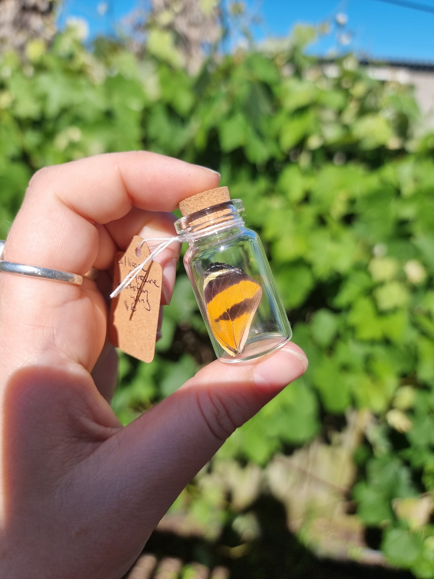 Small Callicore Cyrosune Butterfly Wing Jar