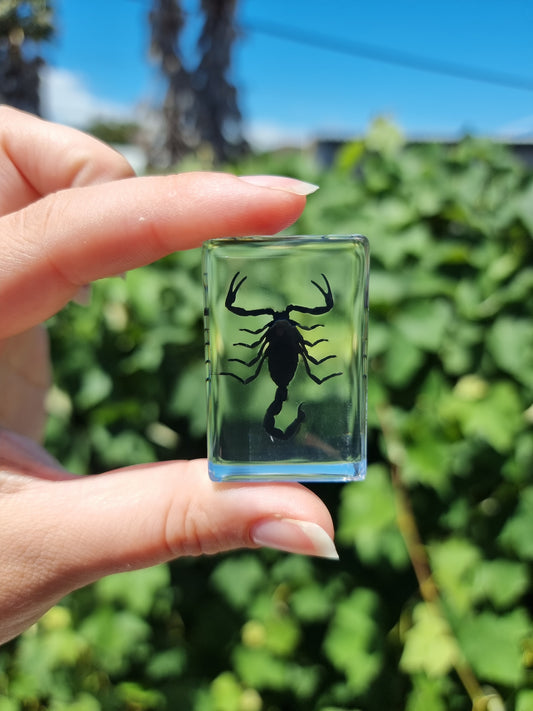 Black Scorpion in Resin