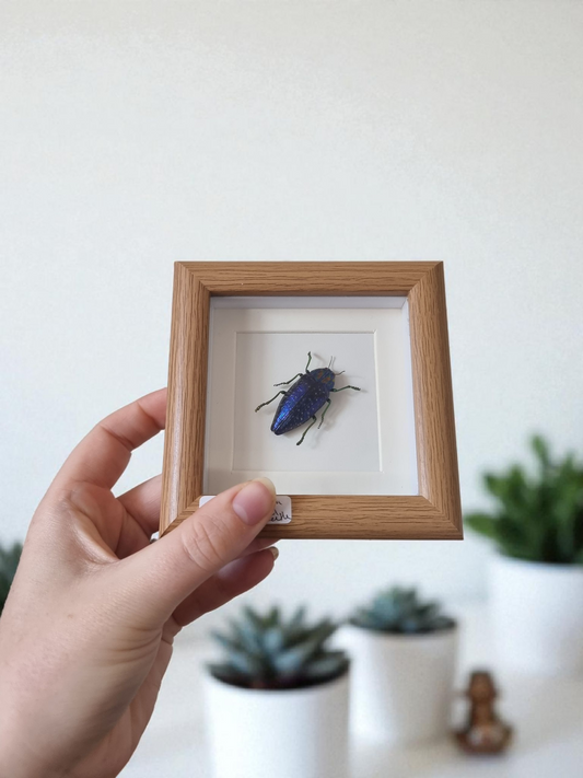 Mini Framed Beetle #8