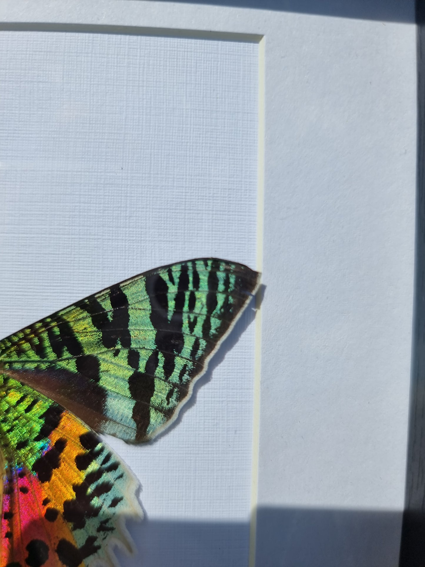 Imperfect framed Madagascan Sunset Moth