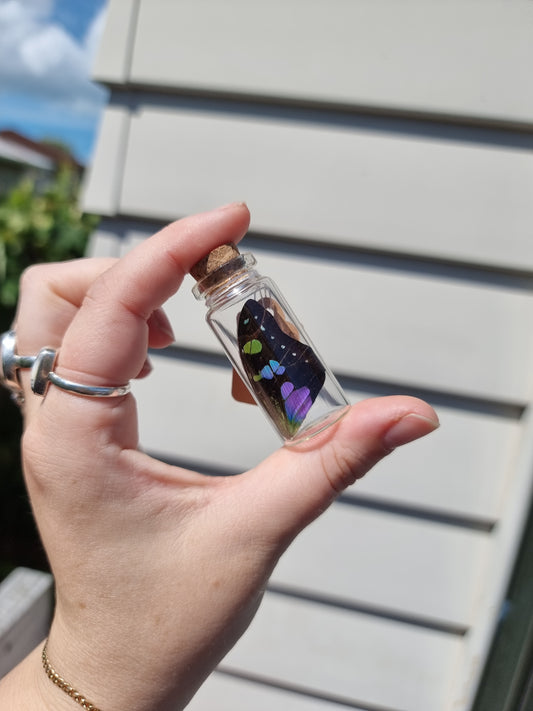 Medium Graphium Weiskei Wing Jar #1