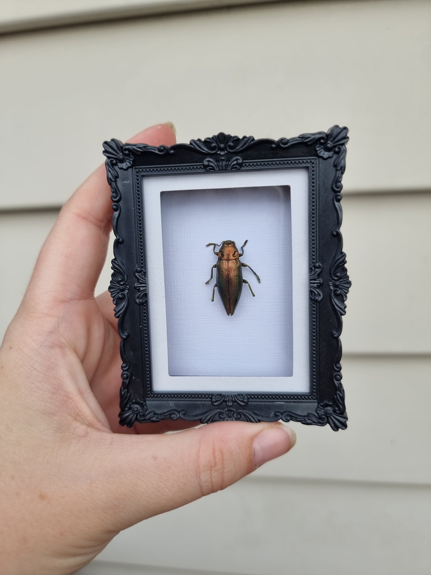Mini Magnet Frame Jewel Beetle #3