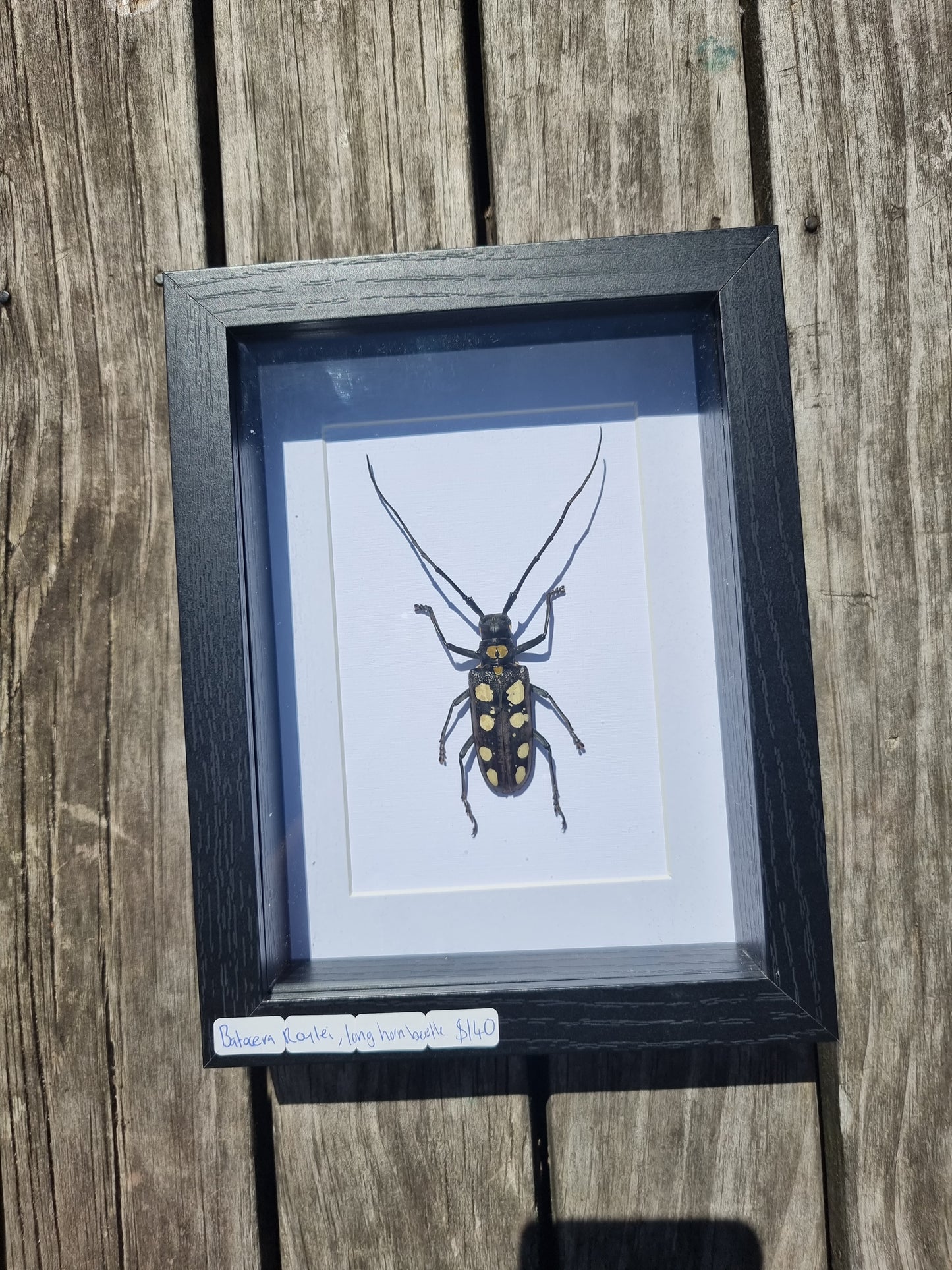 Framed Batocera Roylei Longhorn Beetle Female