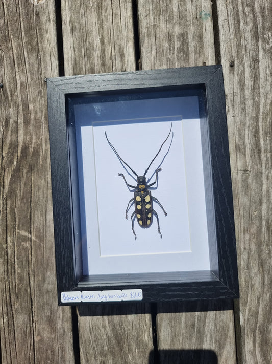 Framed Batocera Roylei Longhorn Beetle Female