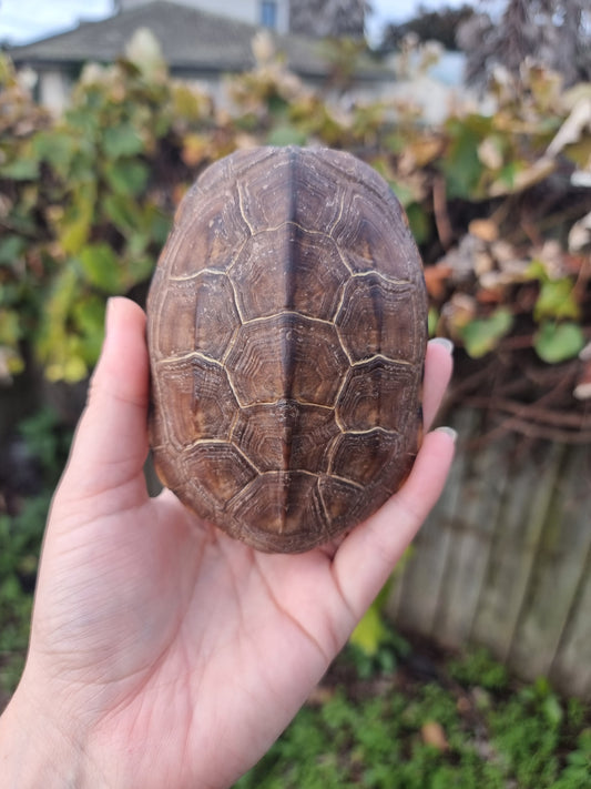 Vintage Turtle shell #1