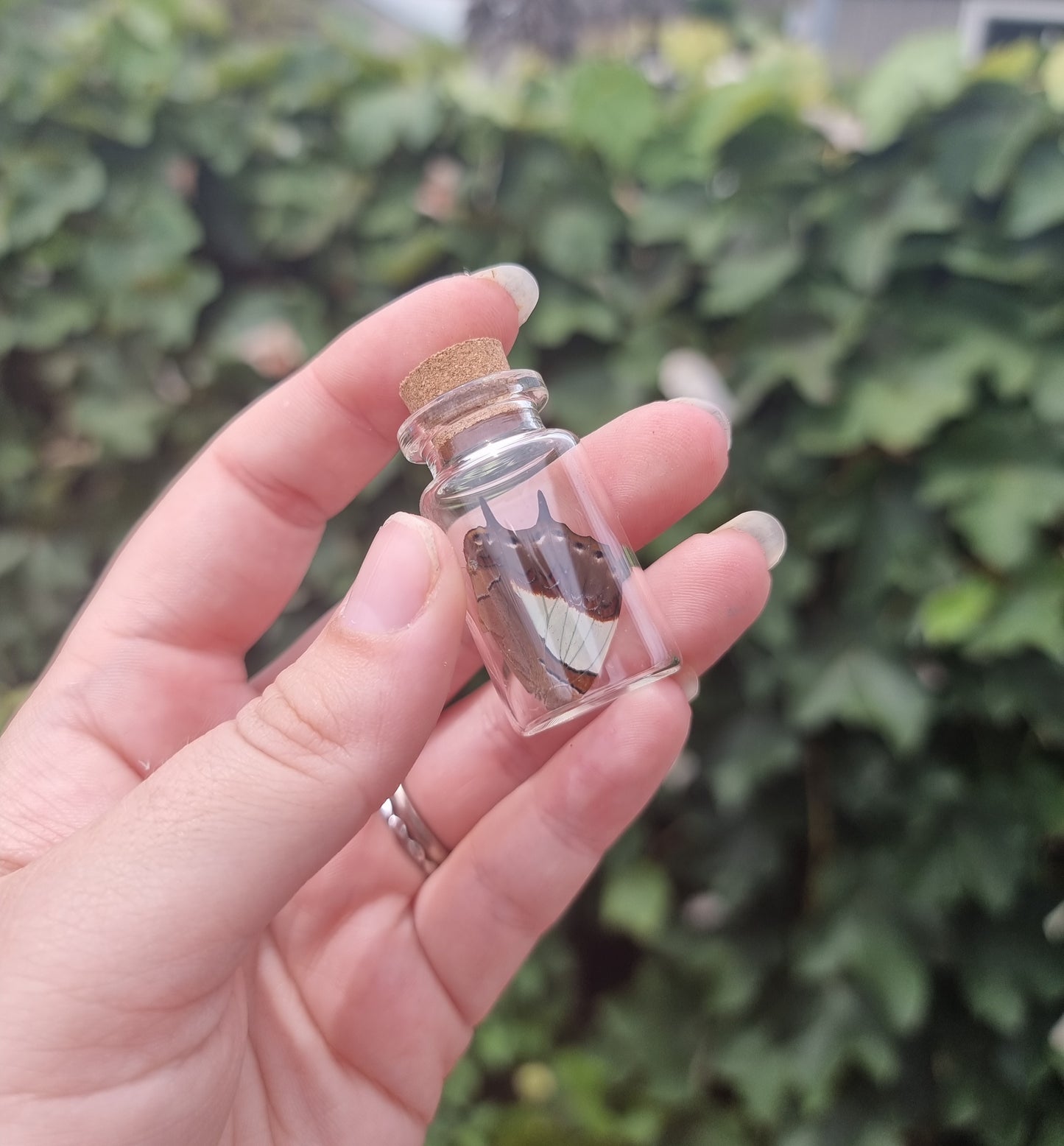 Common Nawab Wing Jar small