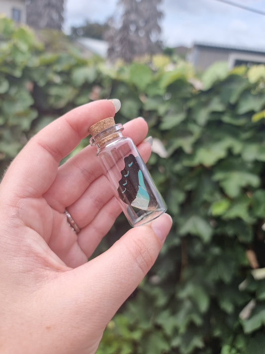 Common Blue Bottle Wing Jar Medium