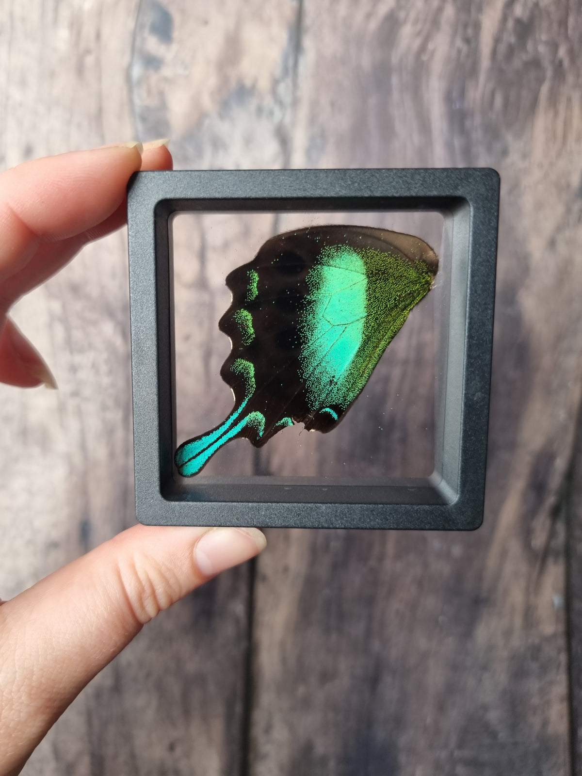 Green Swallowtail Butterfly Wing Floating Frame #2