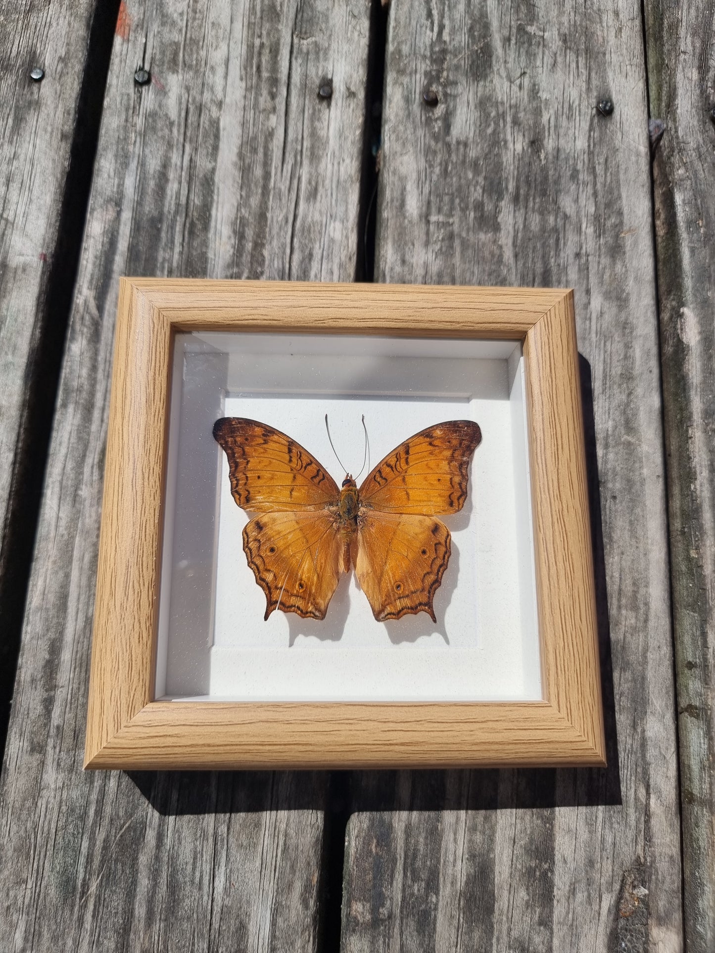 Mini Framed Vindula Dejorn Butterfly