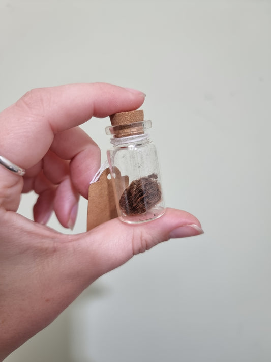 Tarantula Abdomen Jar